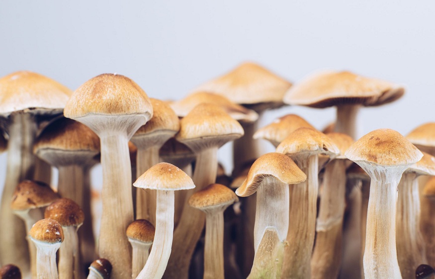 The Healing Power of Magic Mushroom Retreats